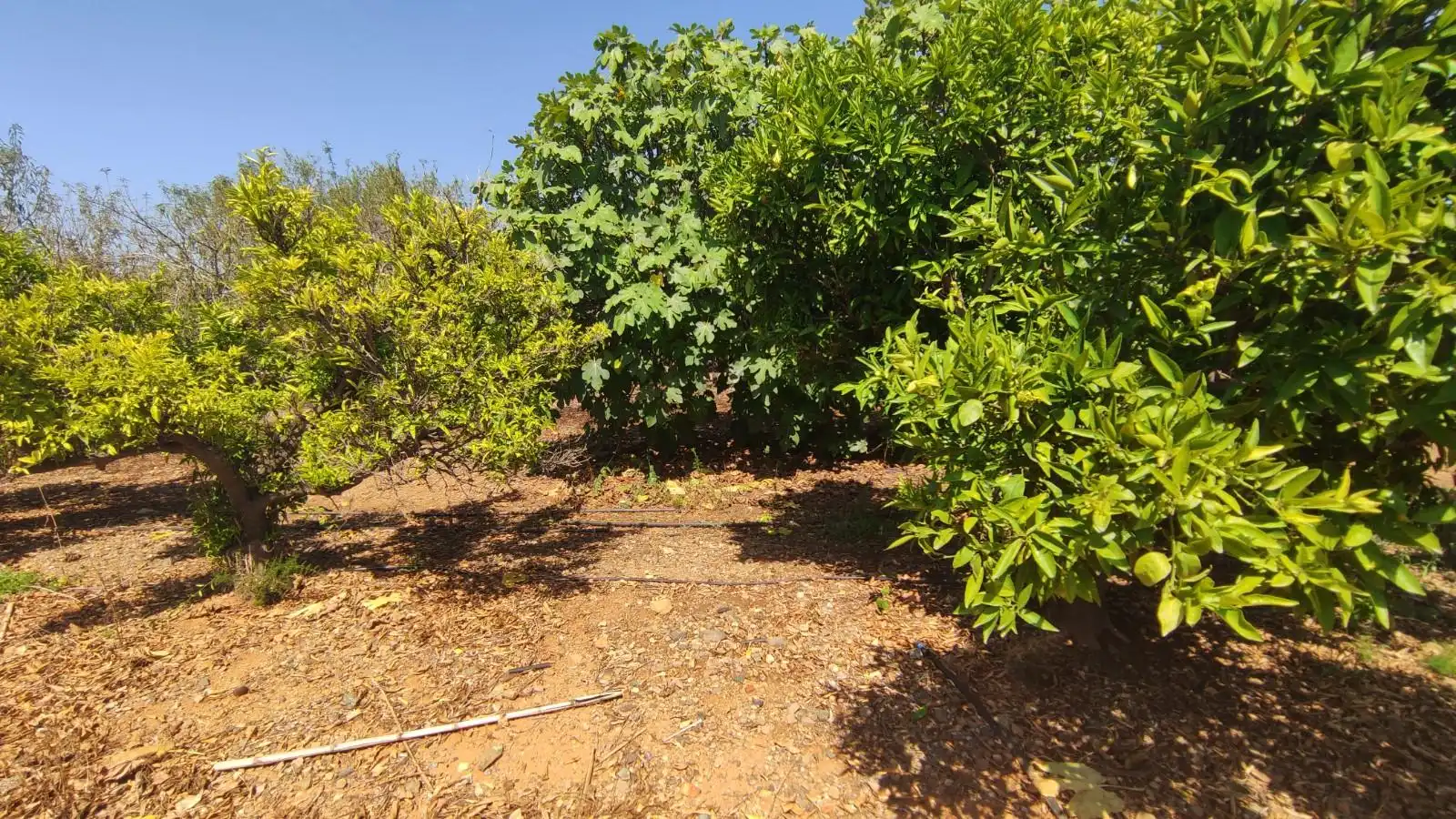 Finca rústica en venta en de les Hortes, Montbrió del Camp