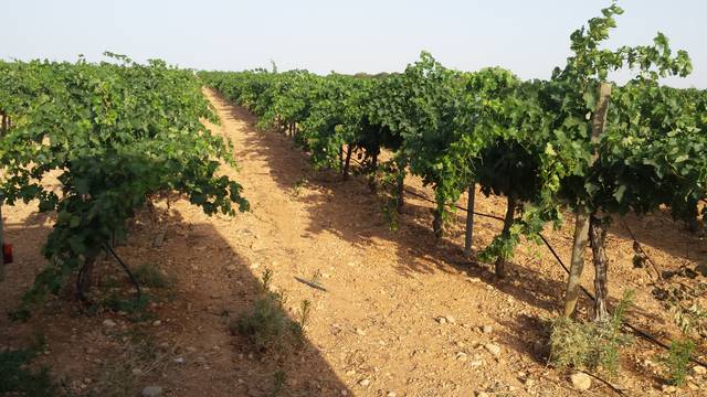 Terreno en Venta en N-310, 148 en San Clemente