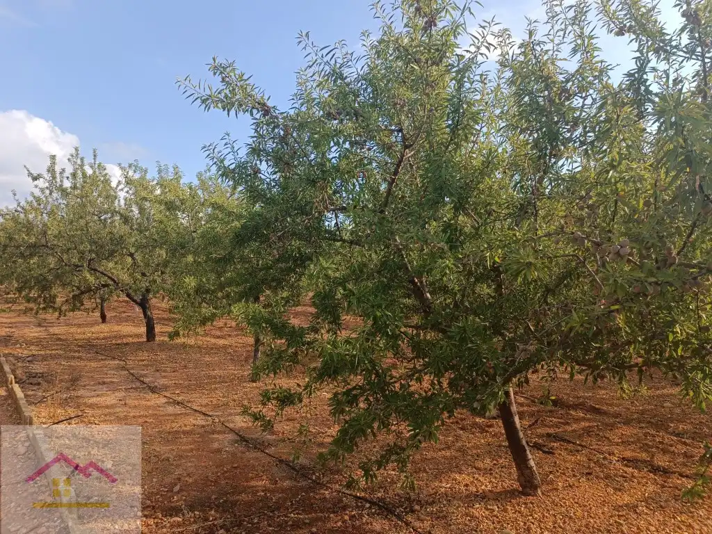 Finca rústica en venda a Calle Oropesa, 14, Torreblanca