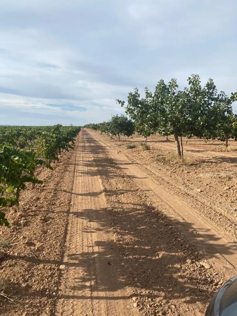 Vista exterior de Terreno en venta en Tomelloso