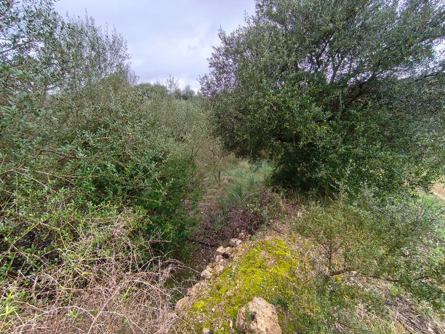 Terrain rustique à vendre à Sant Joan, imagen 4