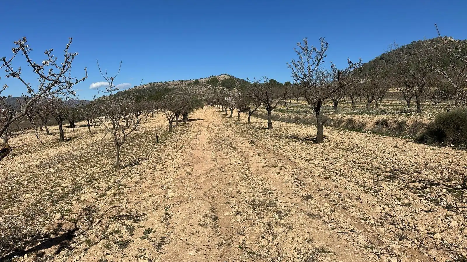Terreno rustico in vendita a Las Trescientas - San Francisco - Ciudad Vergel, imagen 4