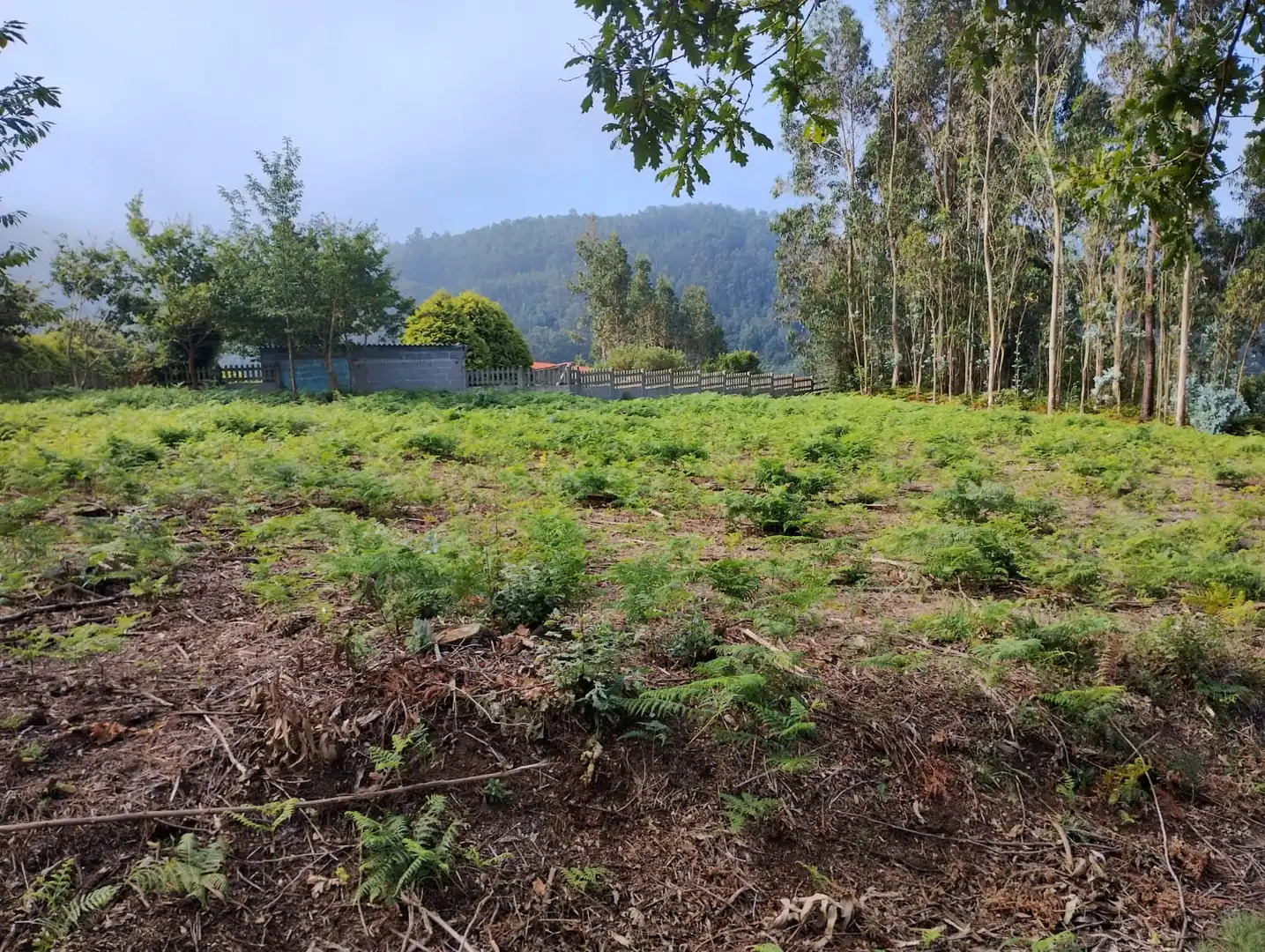 Terreno rústico en venta en Neda