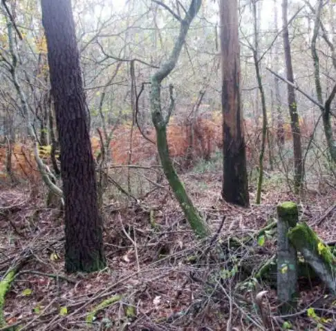 Terrenys i solars en venda a Cuntis, imagen 3