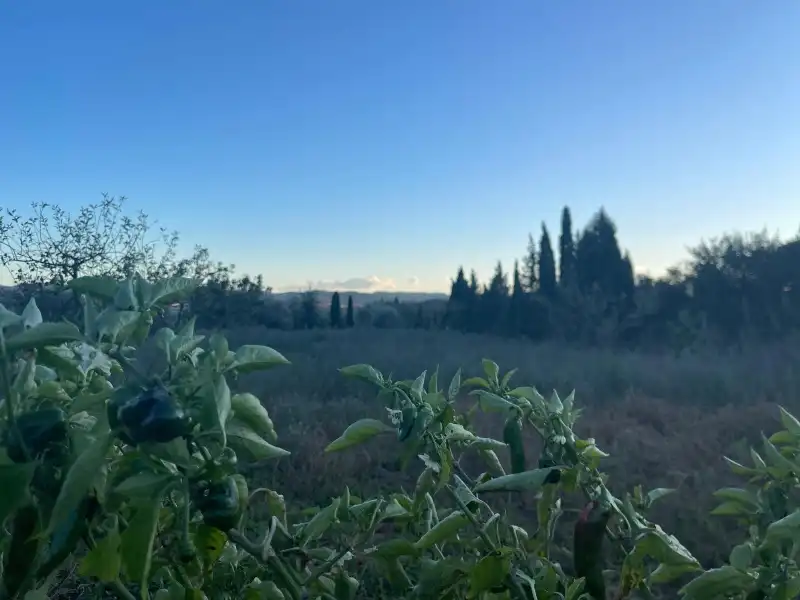 Terreno rustico in vendita a Barri Castell d'Empordà, imagen 9