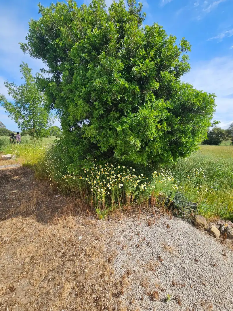Maison rustique à vendre à Vejer, imagen 5