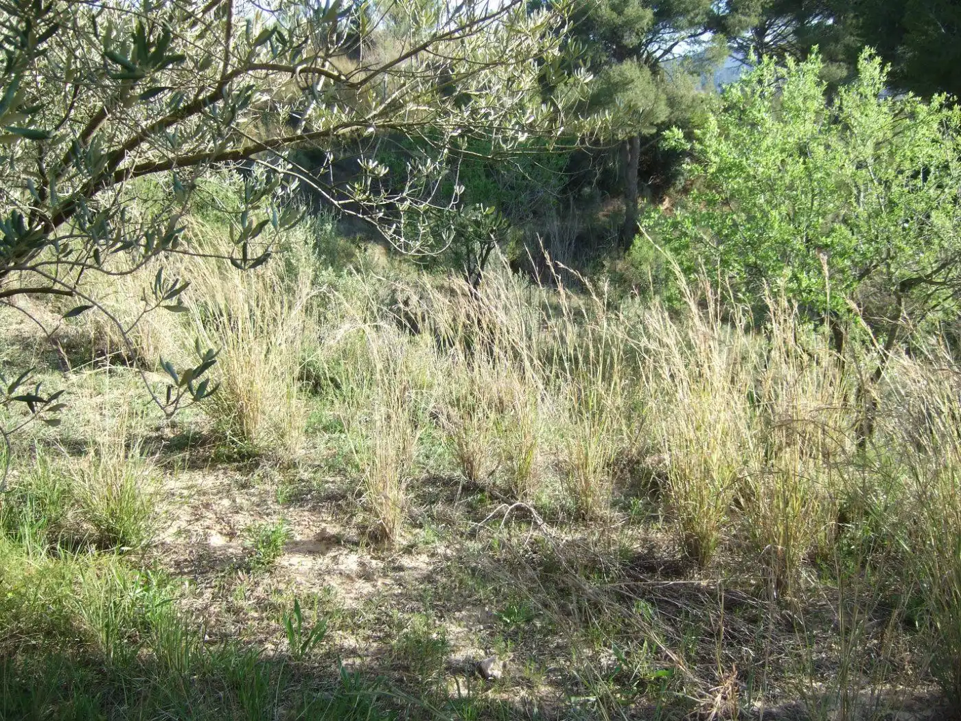 Residential land for sale in Castellbisbal, imagen 9