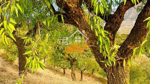 Finca Rúst. en venta en VélezRubio.