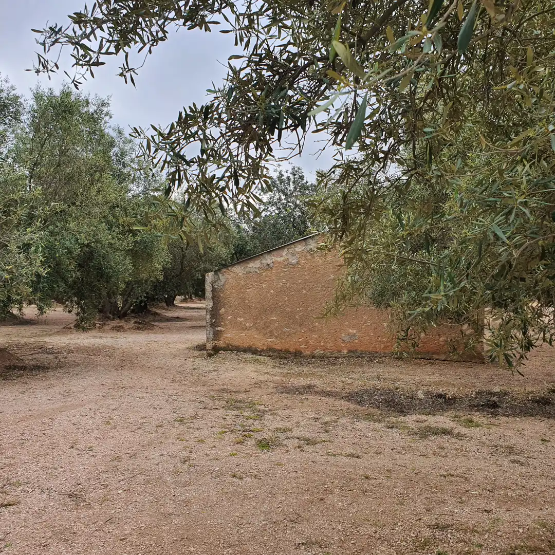 Terrain rustique à vendre à Xerta, imagen 8