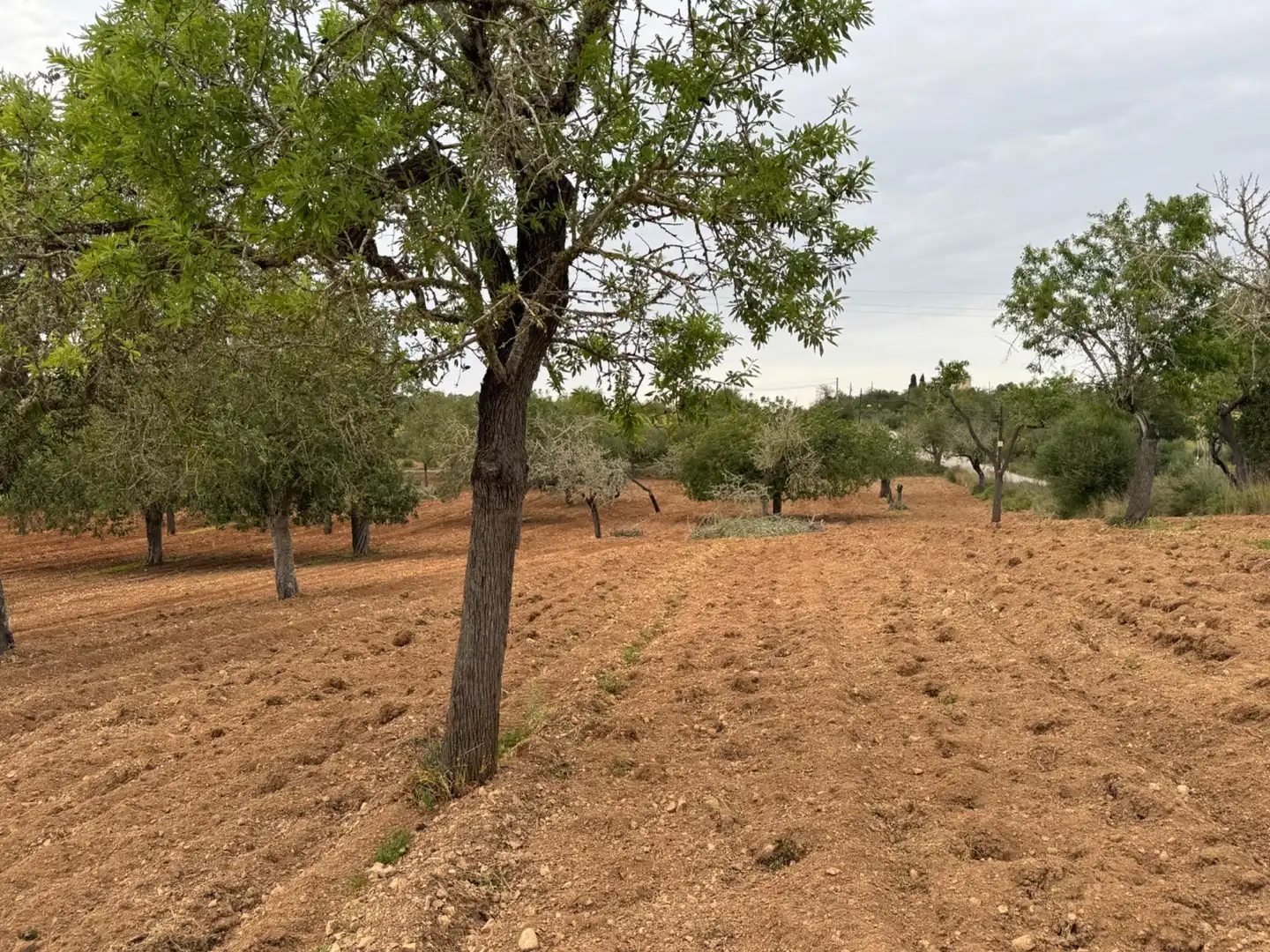 Rustikales Grundstück zum Verkauf in Camino Camí Vell de Porreres 2, imagen 4