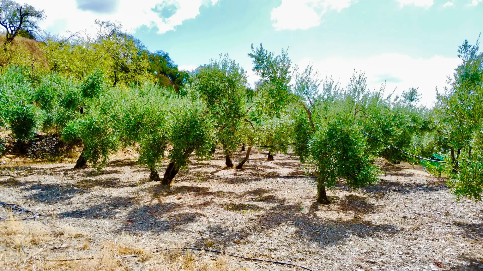 Terreno rustico in vendita a N/A, imagen 31