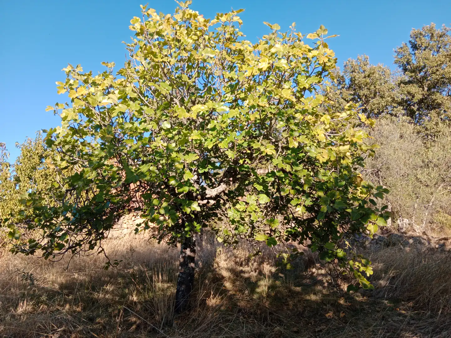 Jardín de Terreno en venta en Barrado