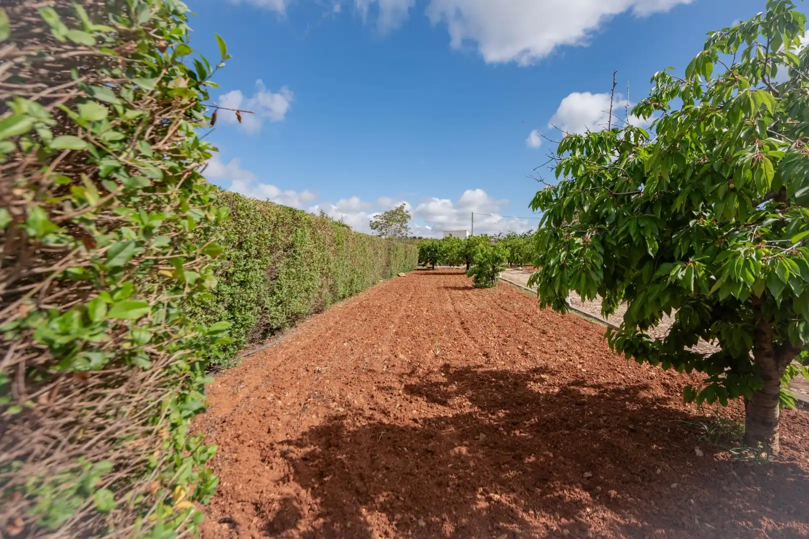 Maison avec jardin à vendre à Villanueva del Rosario, imagen 11