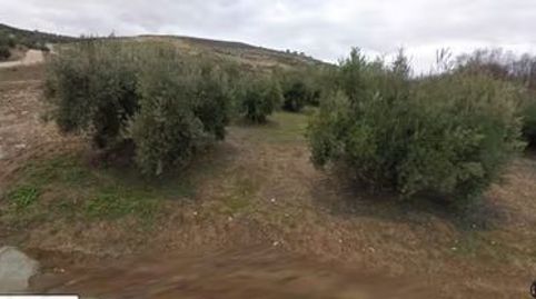 OPORTUNIDAD FINCA OLIVAR JOVEN, imagen 2