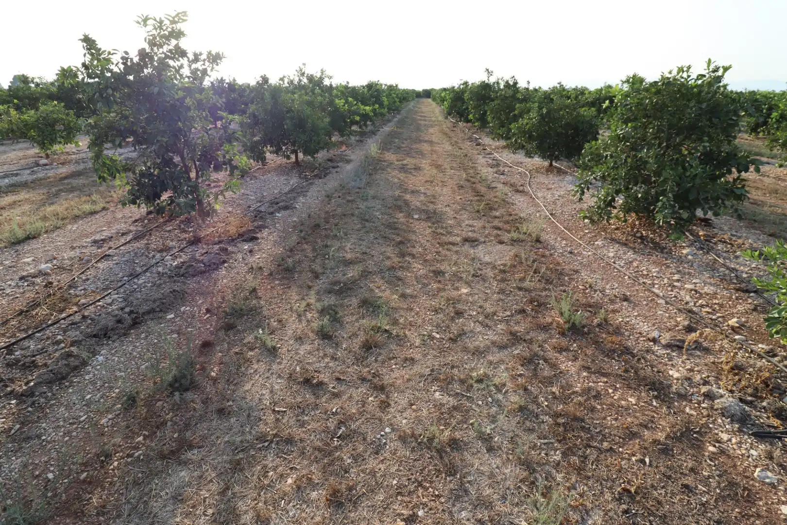 Terreny en venda en Vinaròs