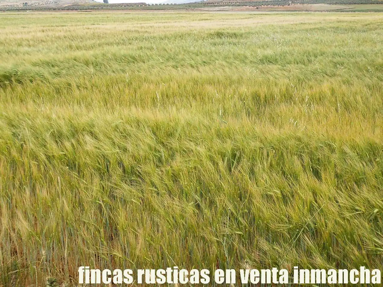 Terreny rústic en venda a Alcázar de San Juan, imagen 14