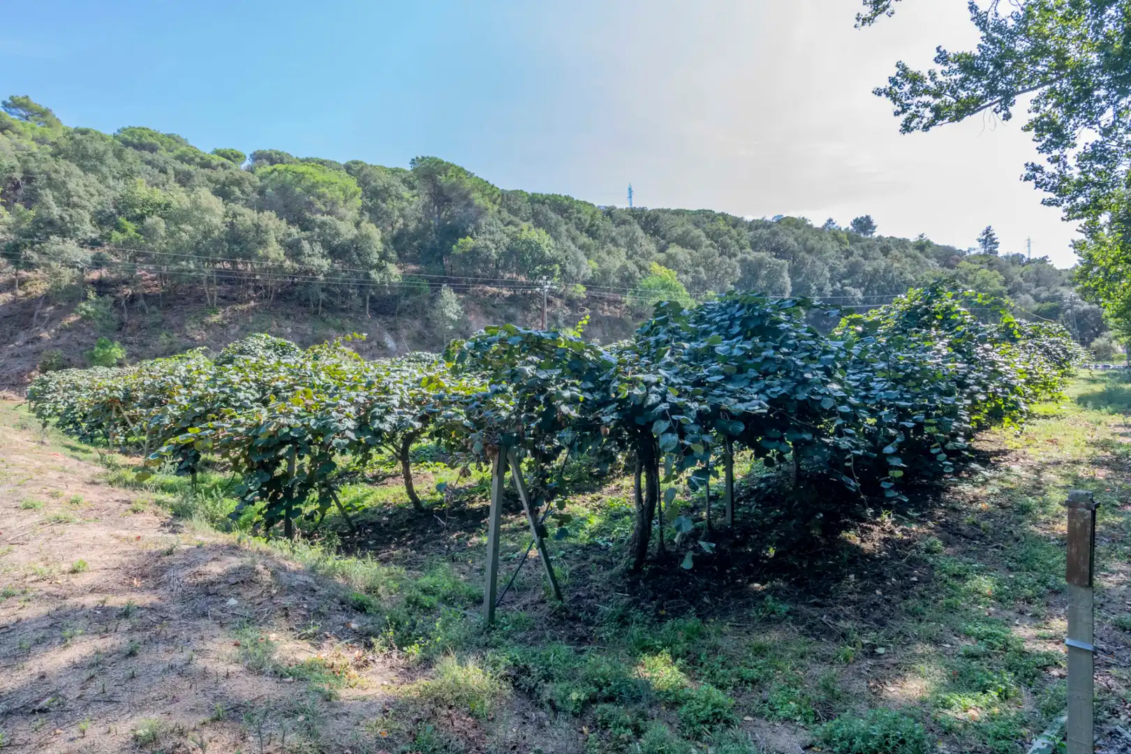 Casa rústica con piscina en venta en Camí Can Cabot de Munt, imagen 82
