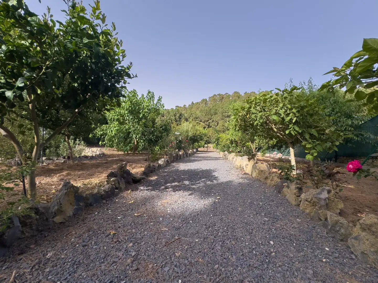Finca rústica en venda en Icod de los Vinos