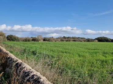 Terreno rustico in vendita a Llucmajor pueblo