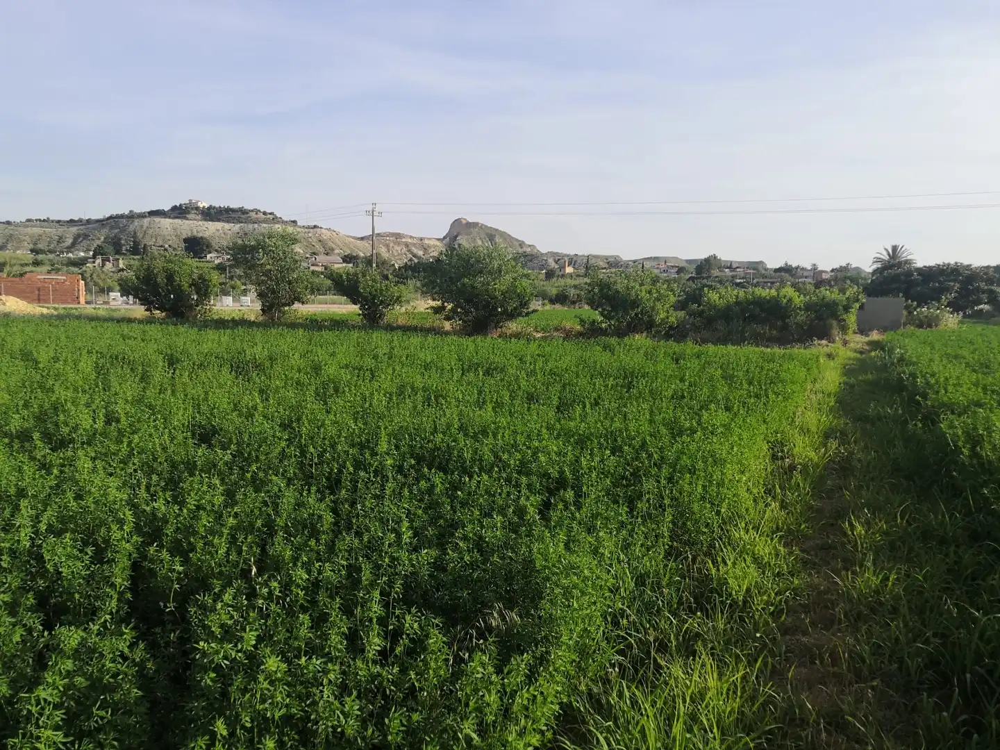 Terreny rústic en venda a Paraje Pullas, las, imagen 10