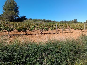 Terreno rustico in vendita a Sant Julià