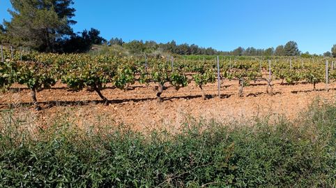 SANT MARTI SARROCA.- FINCA DE 4,1 HECTAREAS CON VIÑA Y OLIVOS.