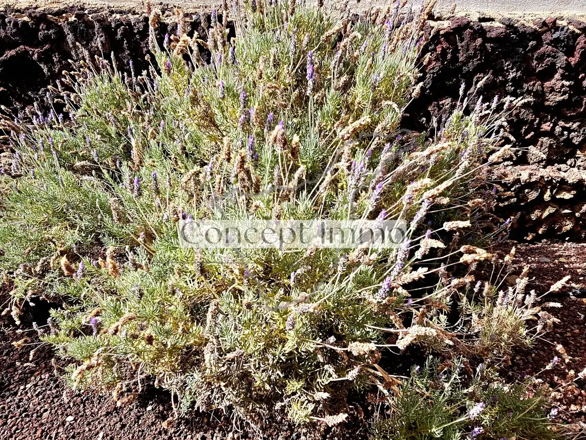Jardí de Casa o xalet en venda en Arona amb Jardí privat, Terrassa i Traster