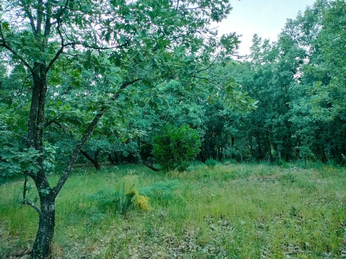 Terreni e lotti in vendita a Villanueva de la Vera, imagen 2