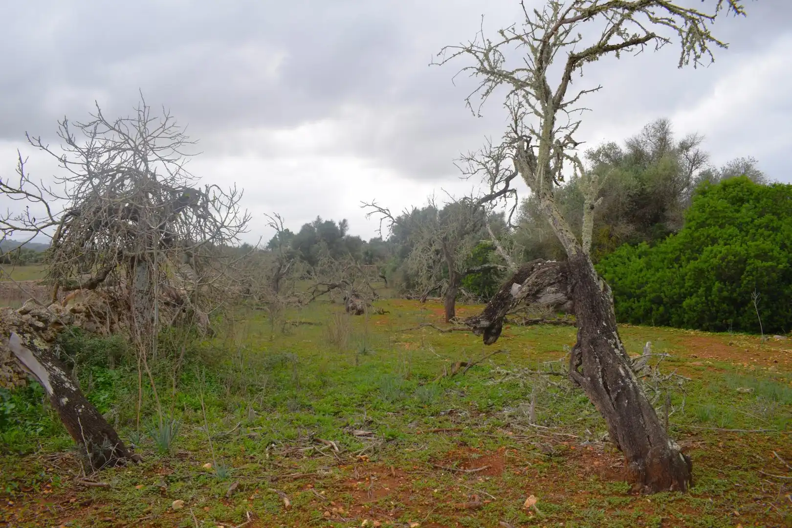 Wohnbaugrundstück zum Verkauf in Santa Margalida Poble, imagen 10