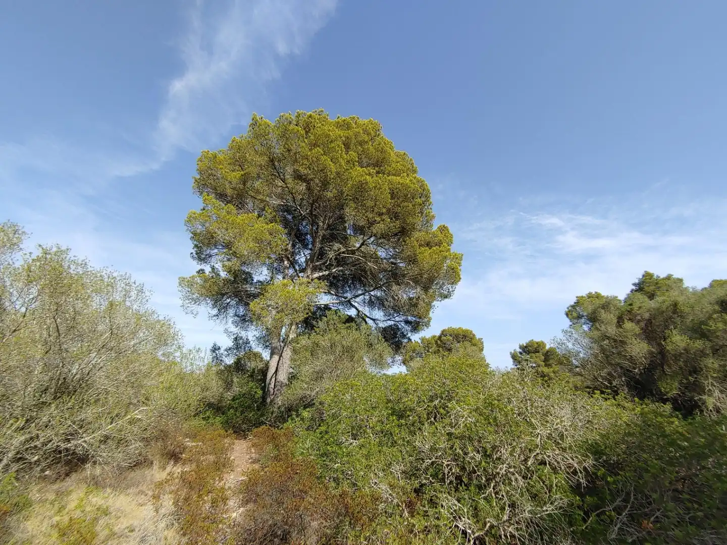 Residencial en venta en Polígono Parcela 12, Cala Pi - Vallgornera