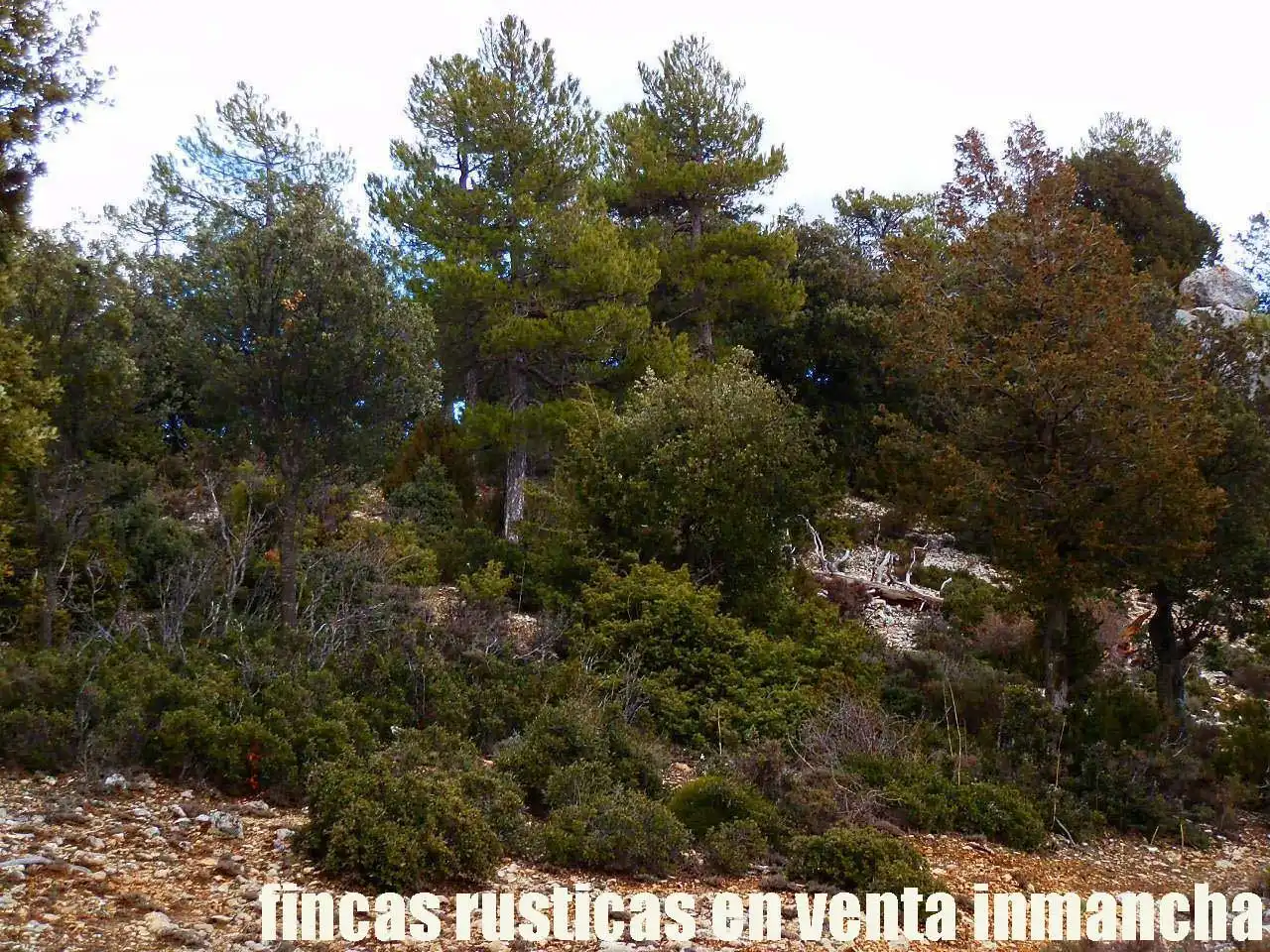 Terreni e lotti in vendita a Nerpio, imagen 7