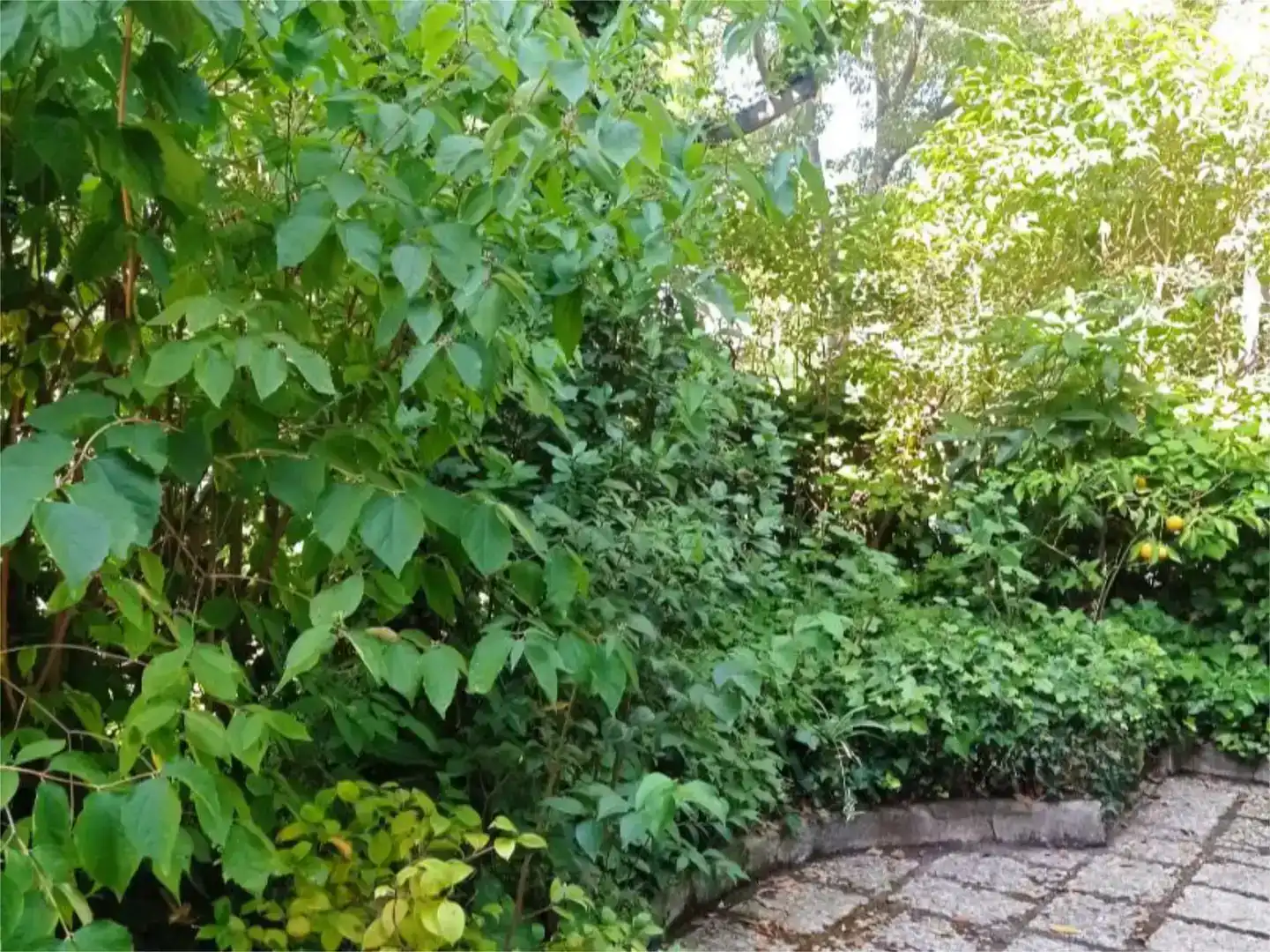 Jardín de Casa o chalet en venta en  Madrid Capital con Aire acondicionado, Piscina y Balcón