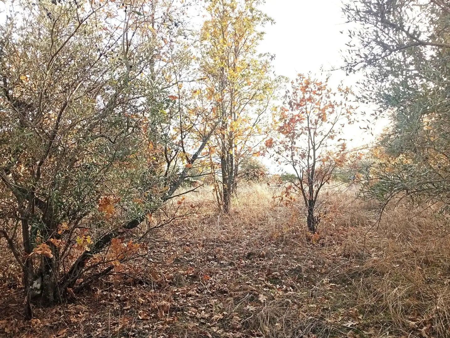 Terreni e lotti in vendita a Viandar de la Vera, imagen 35
