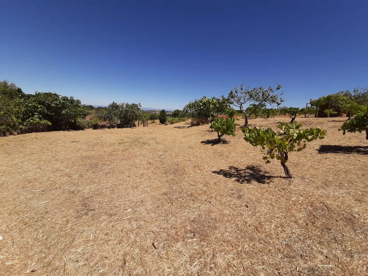 Finca rústica en venta en Jerte