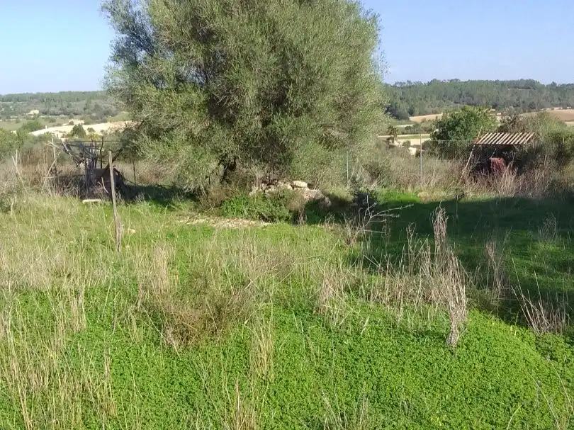 Terreno rustico in vendita a Son Manera 9