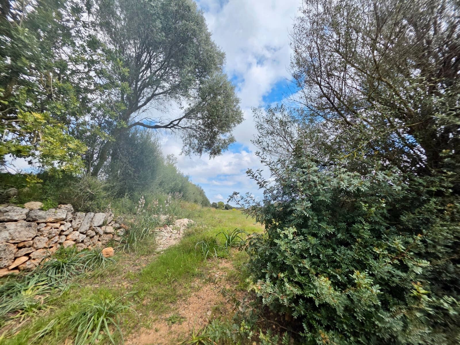 Grundstücke zum Verkauf in Sencelles