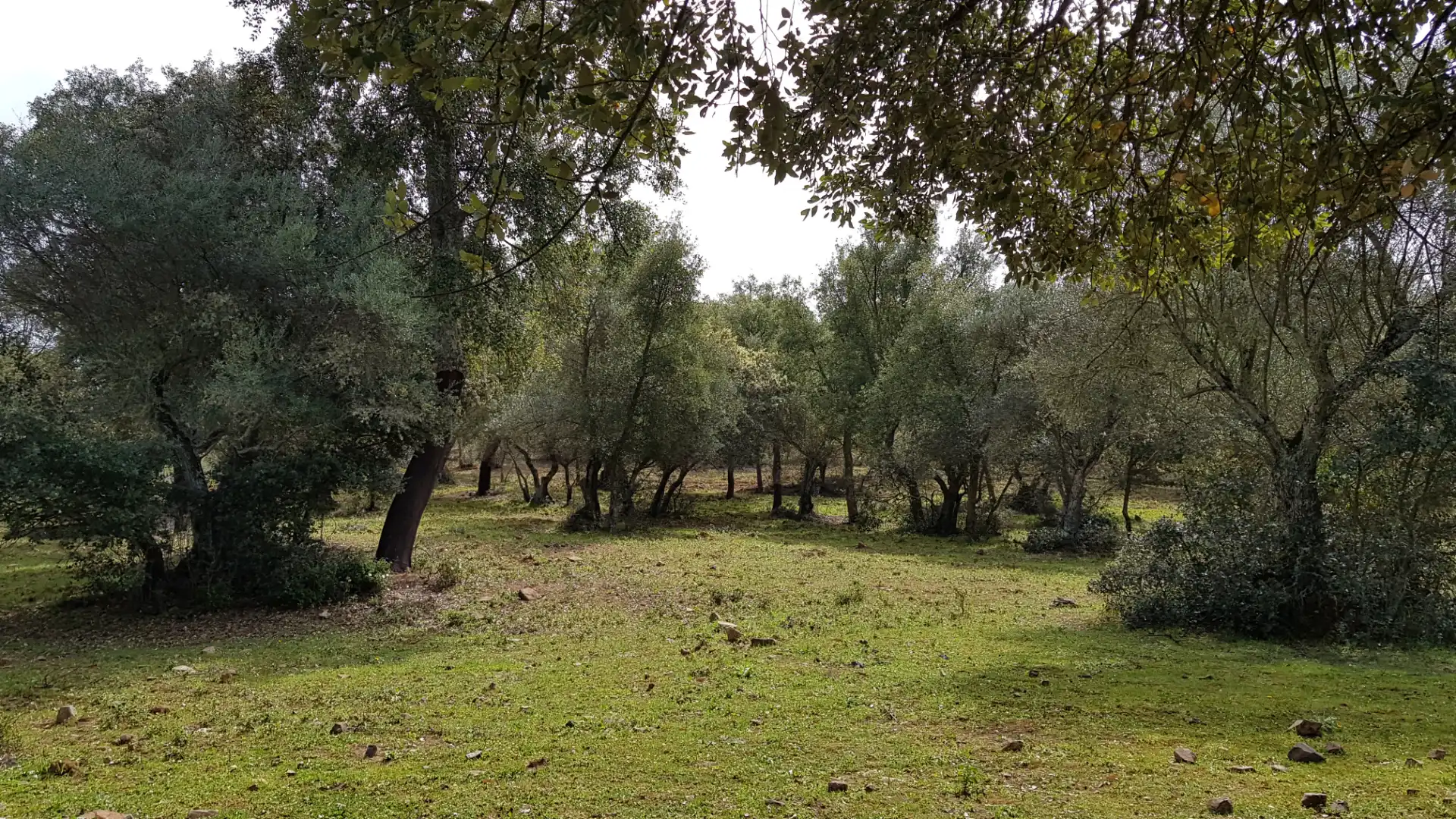 Terrenos y solares en venta en Extramuros Diseminados 5, imagen 78