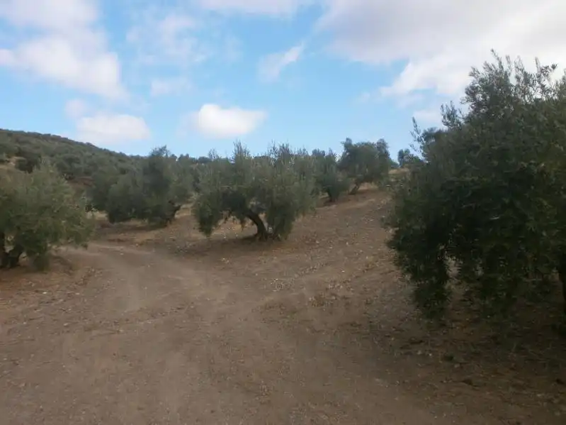 Terreni e lotti in vendita a Navas de San Juan, imagen 3