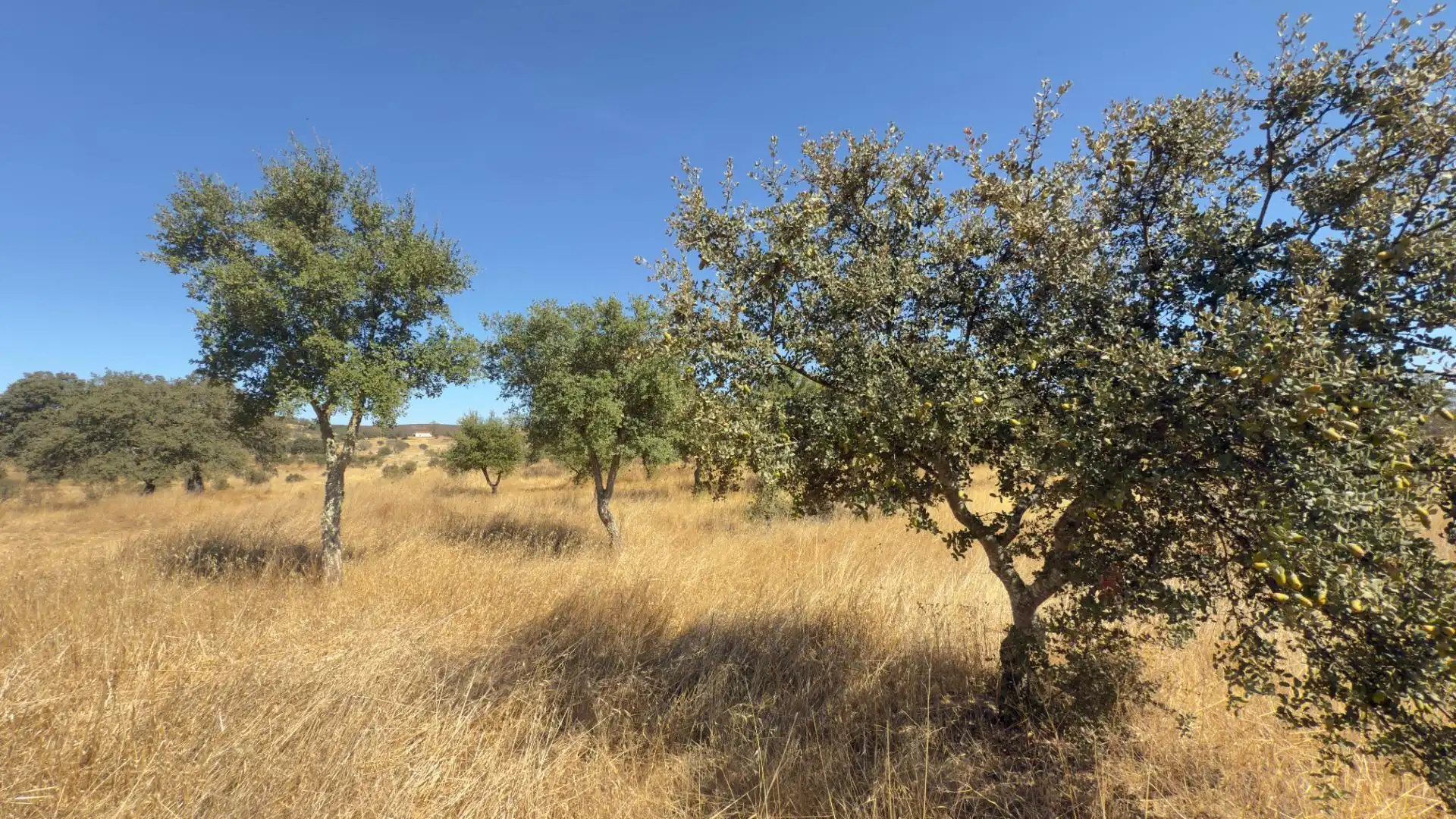 Finca rústica en venda en El Cerro de Andévalo