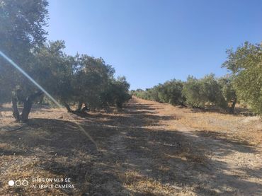 Terreno rustico in vendita a Calle TERMINO DE LUQUE