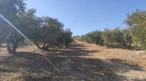 6,30 FANEGAS DE RIEGO