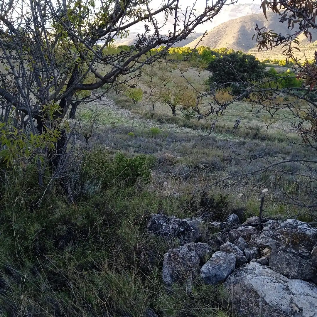 Terreny rústic en venda a La Romana, imagen 10