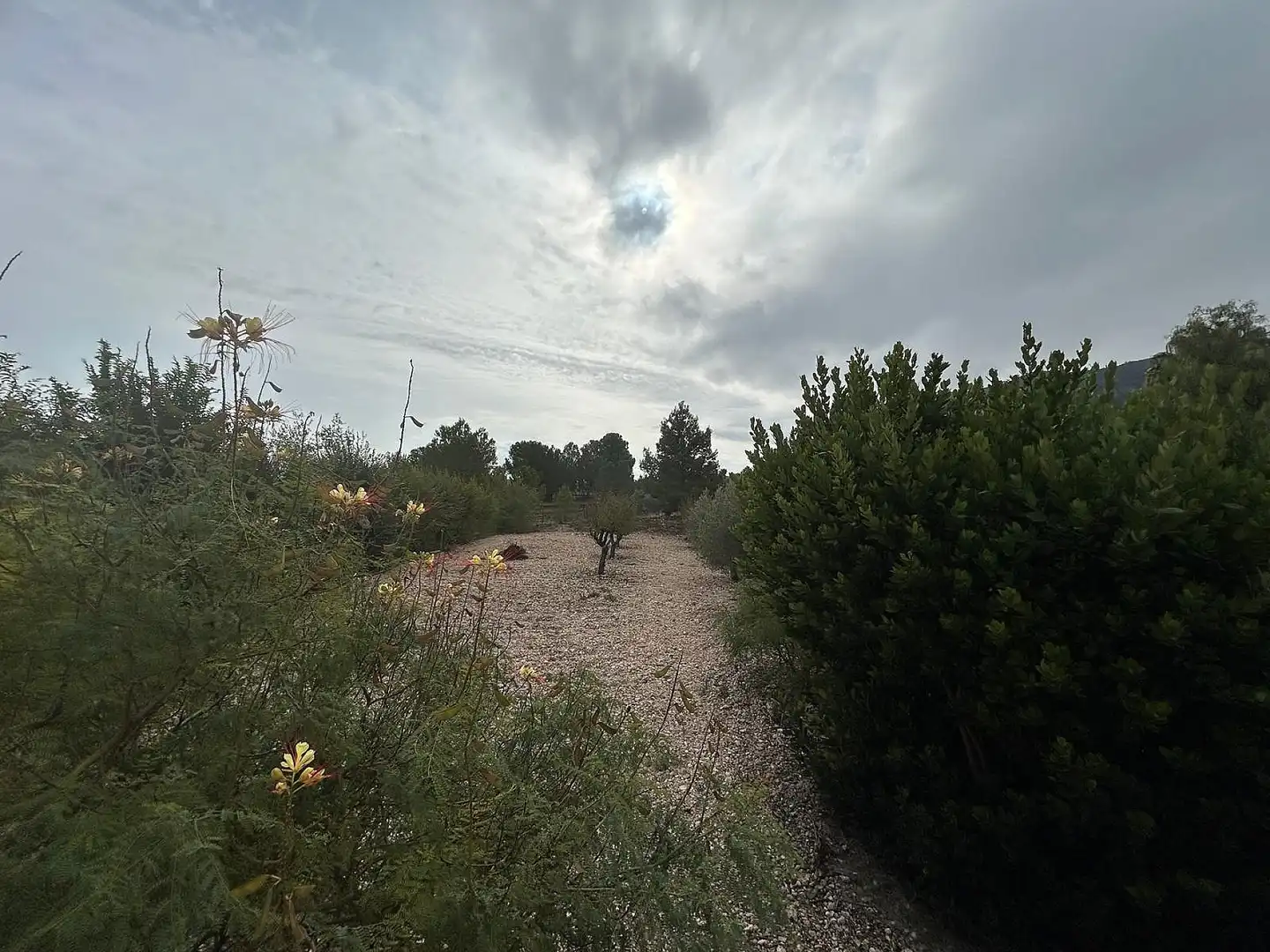 Chalet en venta en Sax, imagen 14