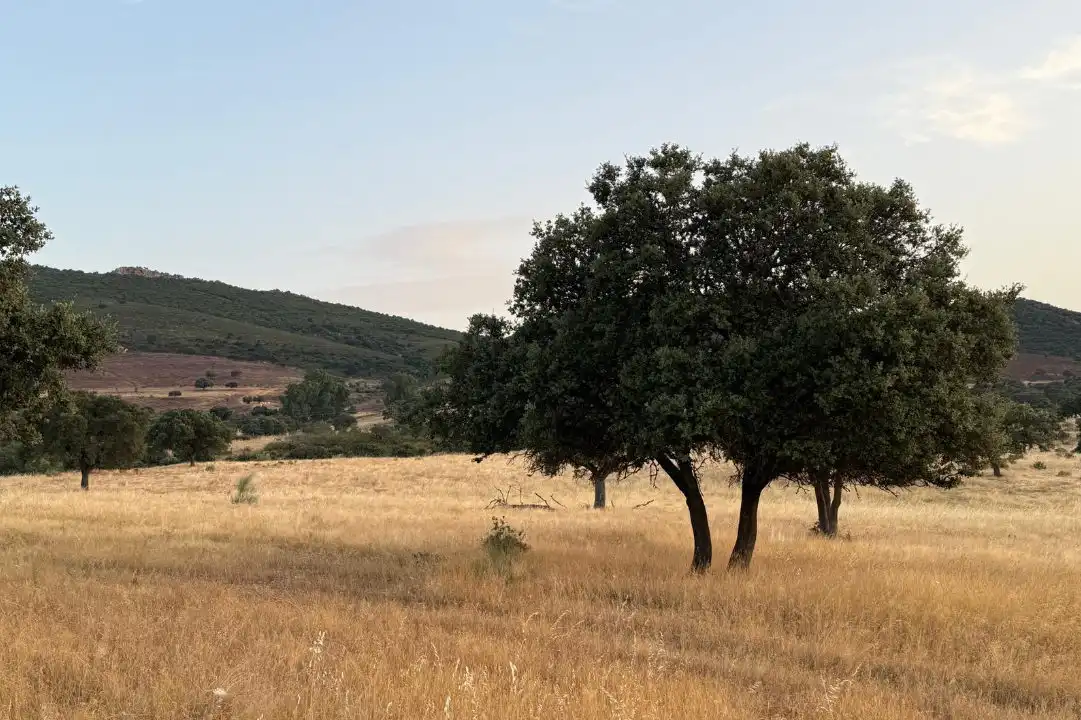Land for sale in Casco Antiguo