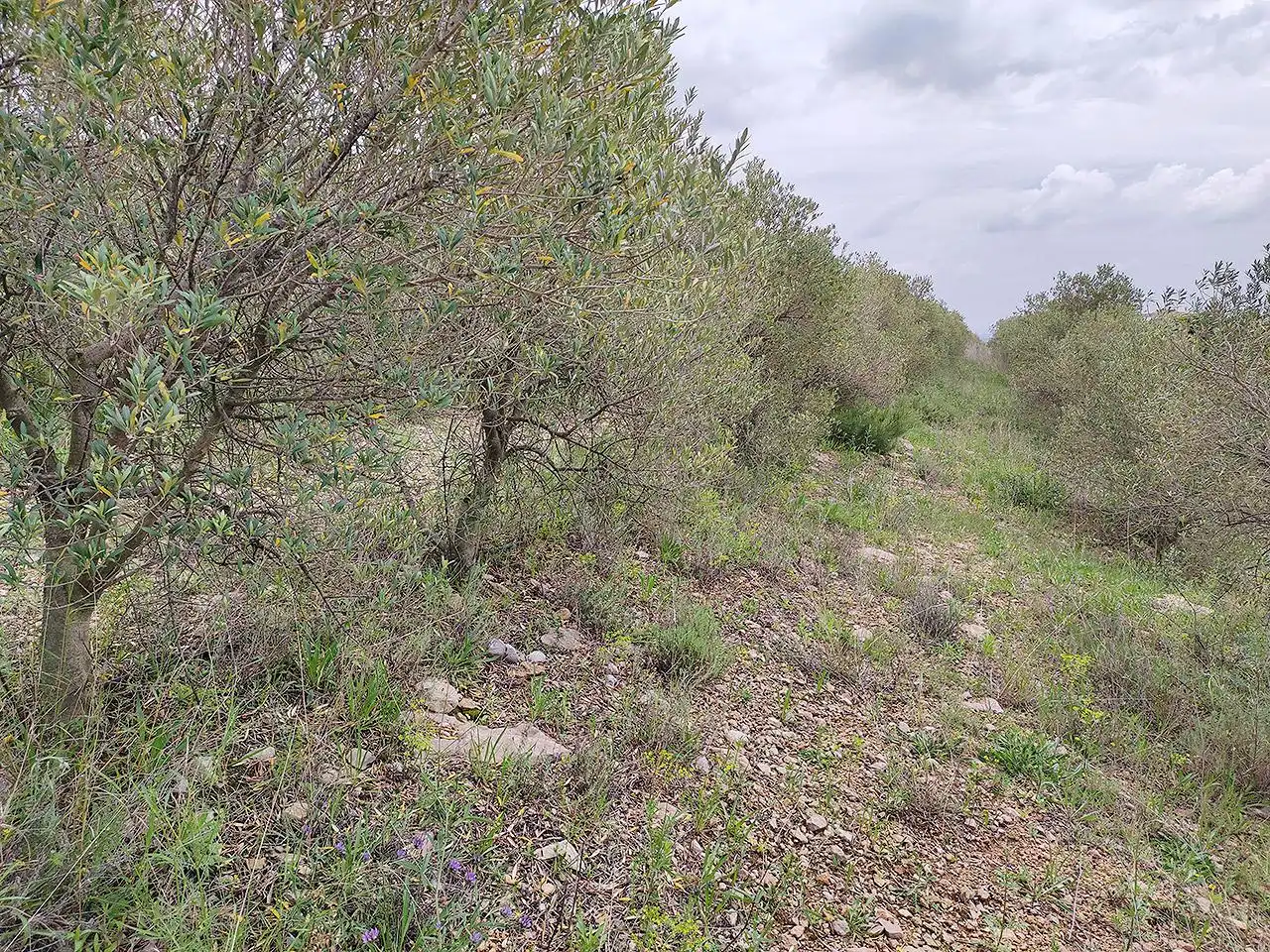 Finca rústica en venta en La Sénia con Terraza
