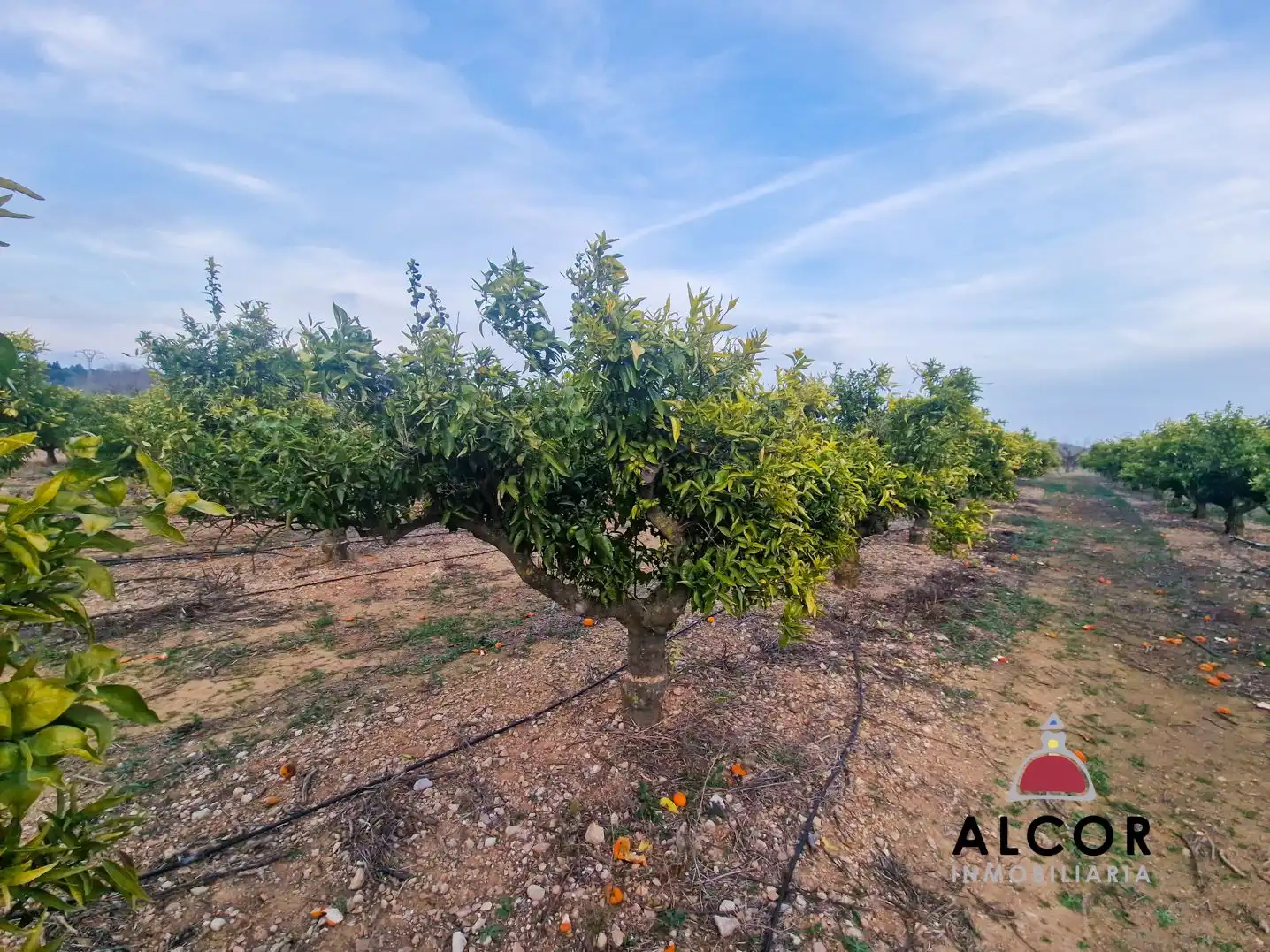 Finca rústica en venda en Càlig