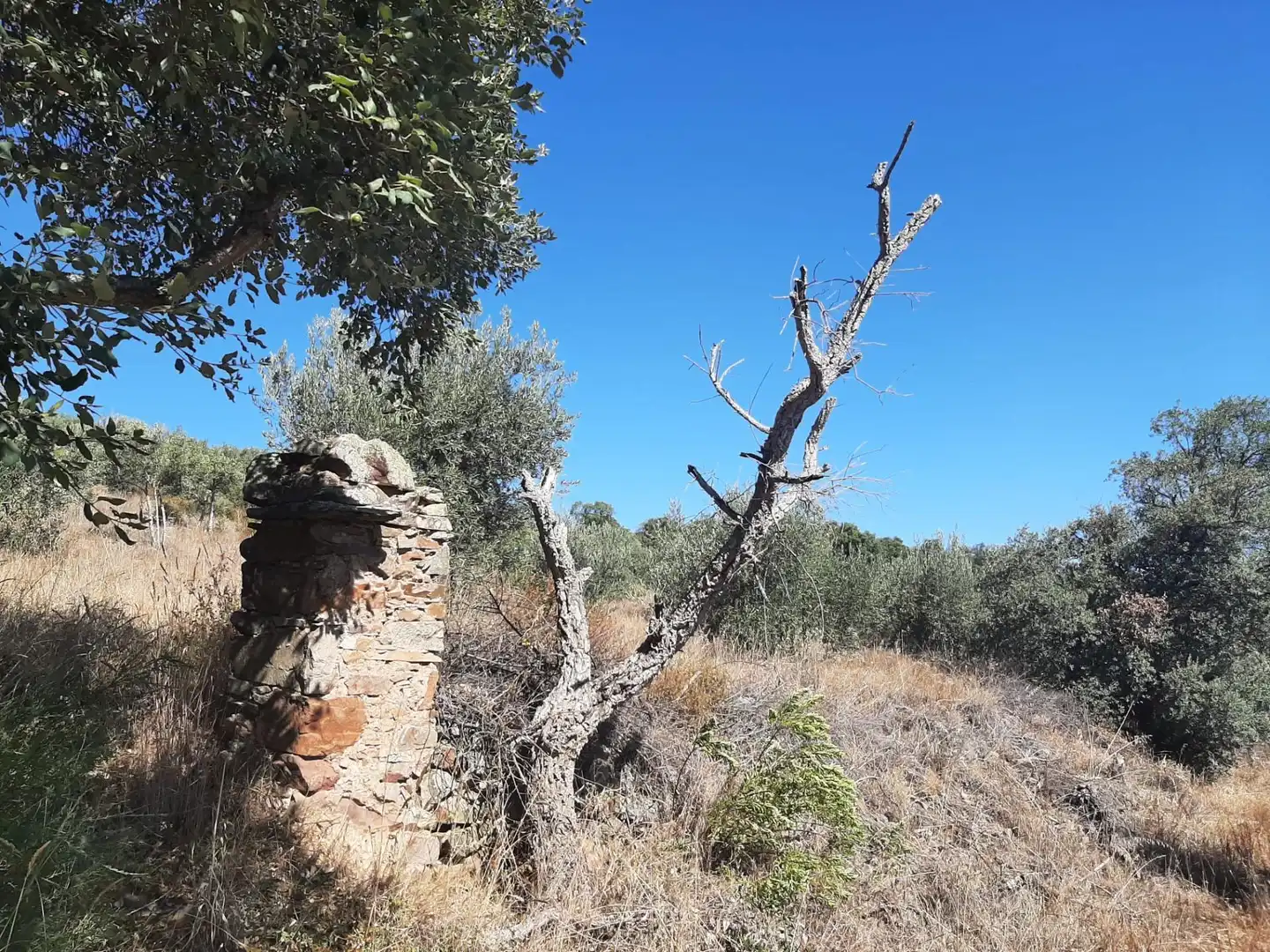 Terreni e lotti in vendita a Sierra de Fuentes, imagen 8