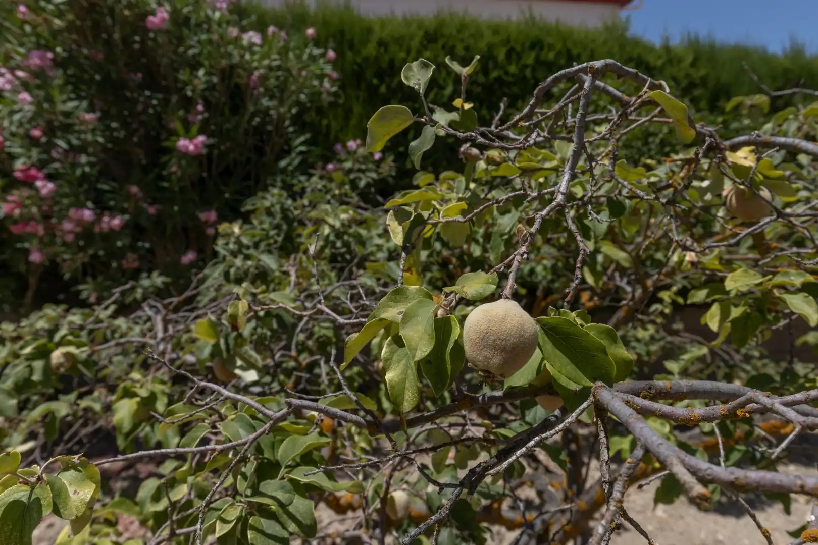 Garten von Residential zum Verkauf in Santa Cruz del Comercio