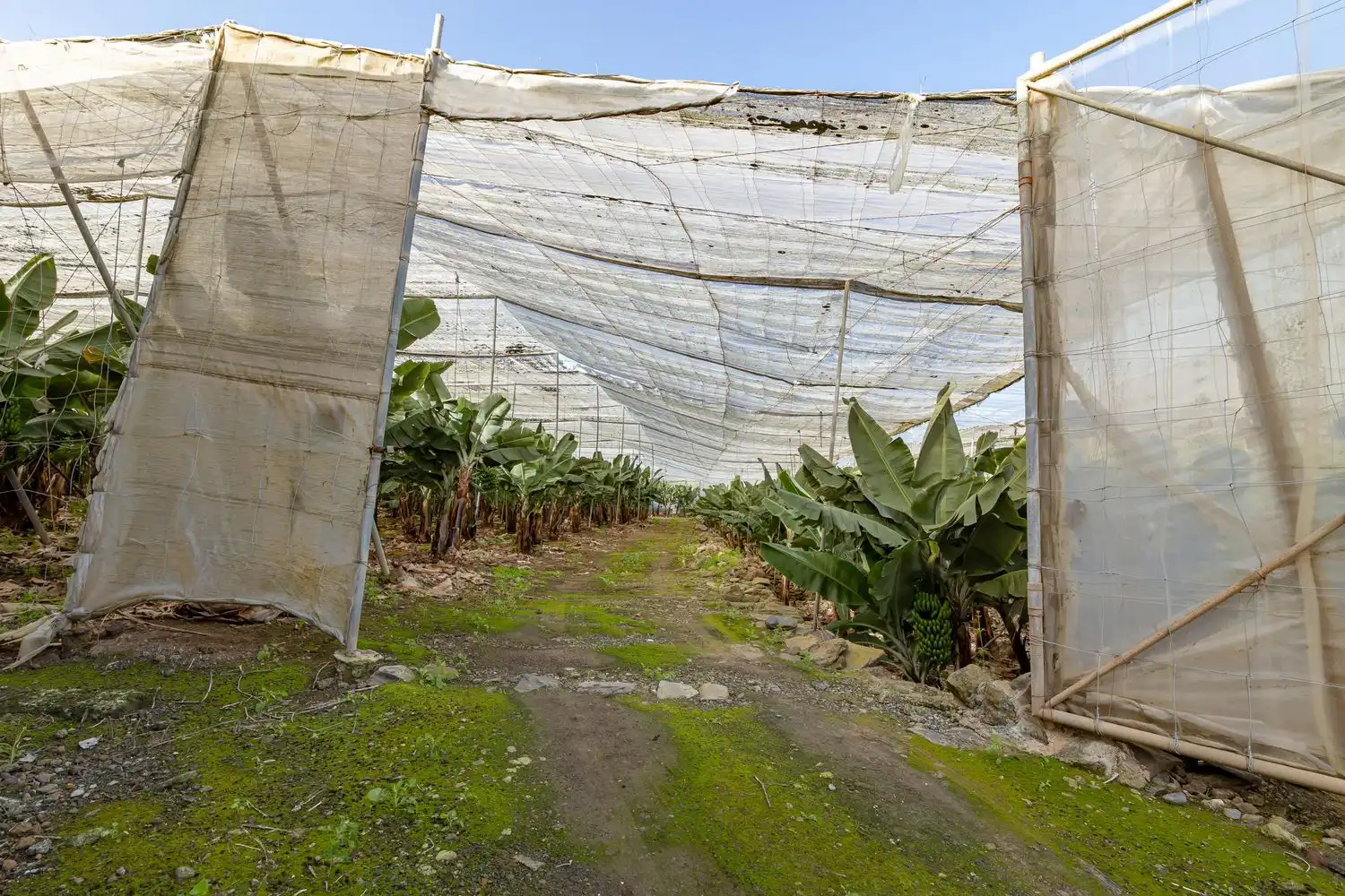 Jardín de Residencial en venta en Arucas