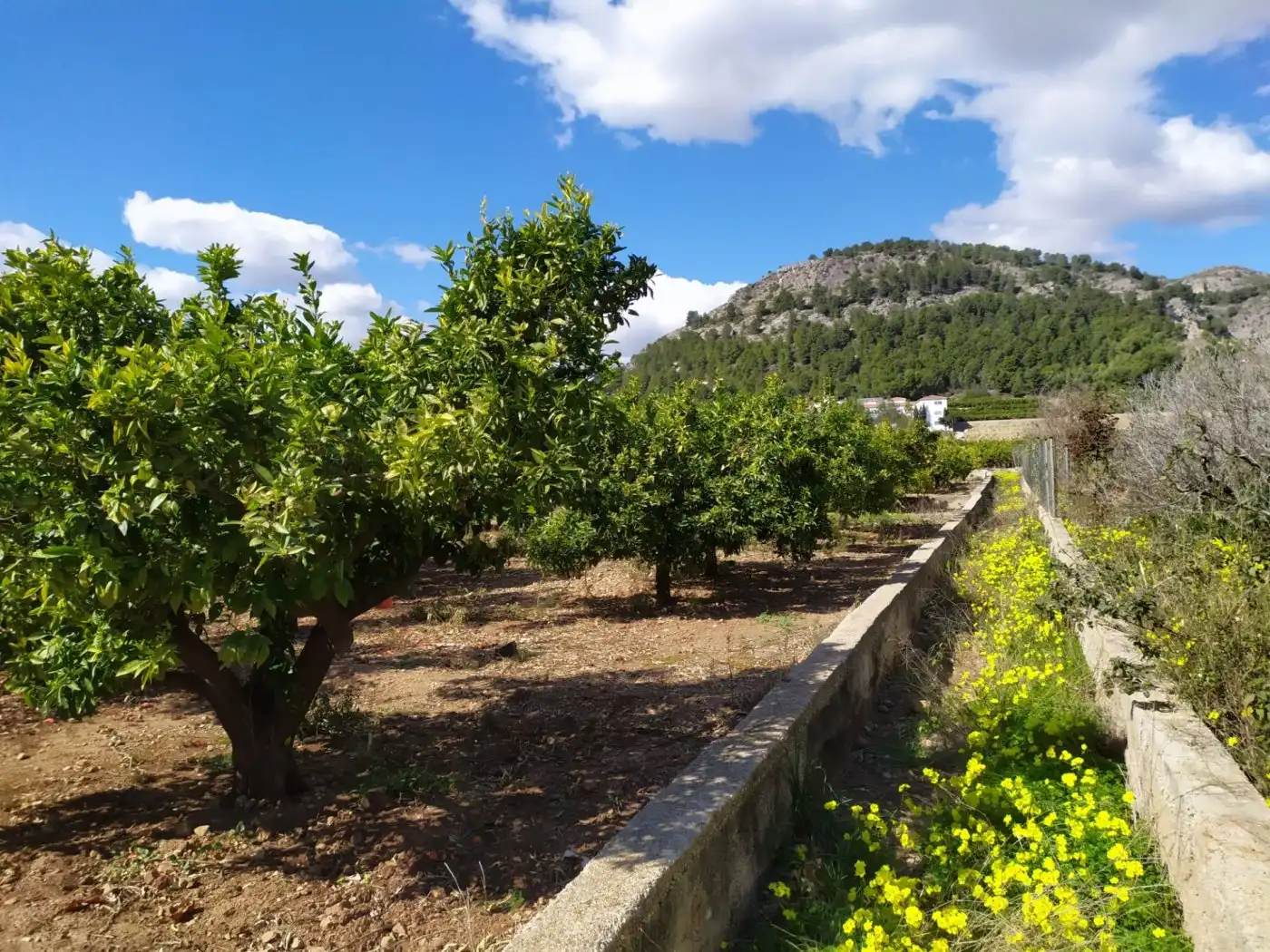 Rural land for sale in Carretera Albaida, imagen 2